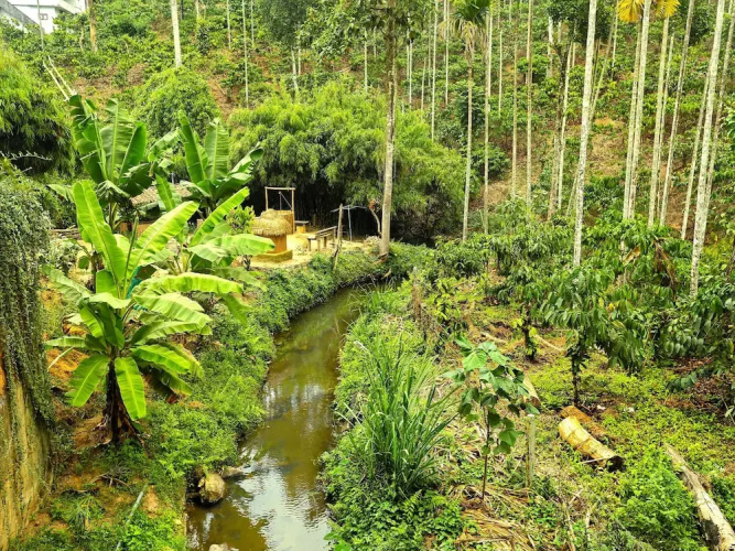 Wayanad Royal Stream