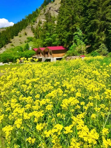 Bungalow