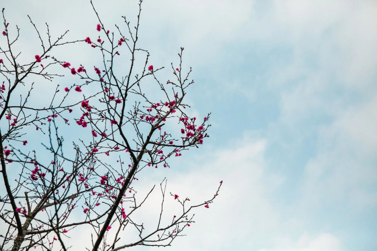 轻尘别院外景图