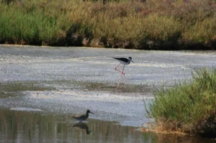 Camping Torrenostra