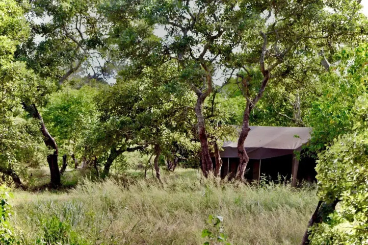Kruger Untamed - Satara Plains Camp