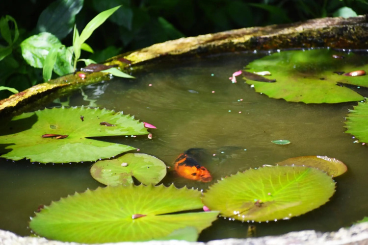 Srishti Homestay