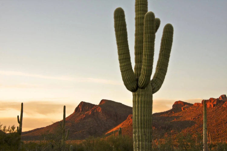 Tucson Marriott University Park photo 29