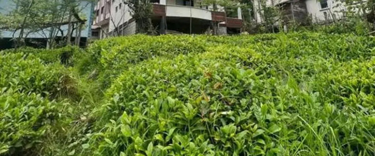 Serona Bungalow