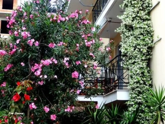 Economy Double Studio with balcony and with garden view