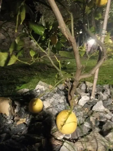 Tenuta di Venere