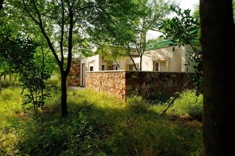 Trees N Tiger Sariska
