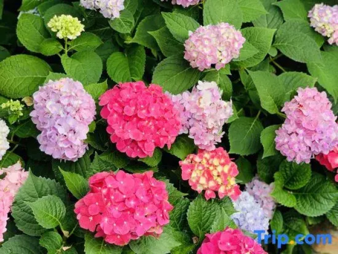 Yongding  Coffee Garden B&B