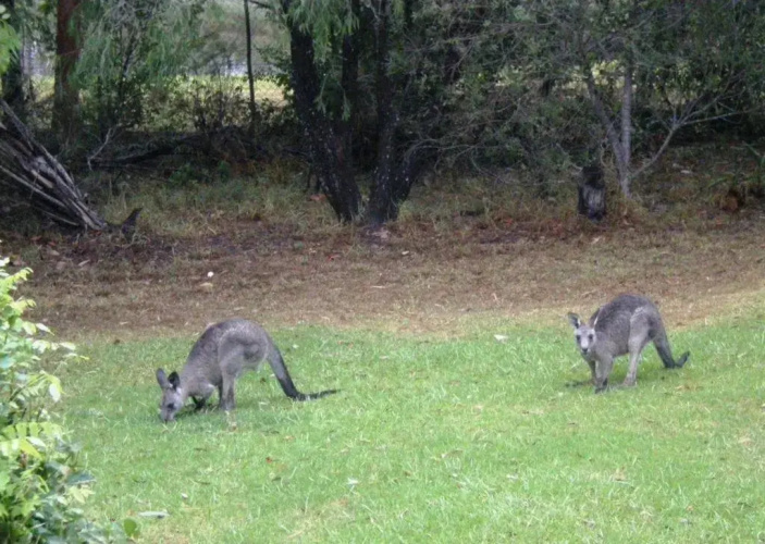 Wombatalla