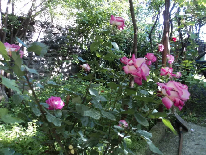 Violet guest house