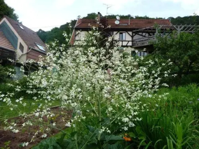 Alsace Village