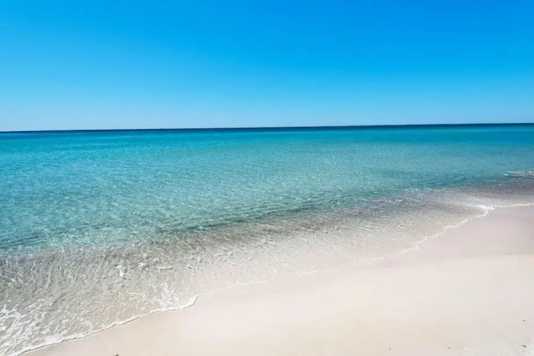 The Sand Dollar A