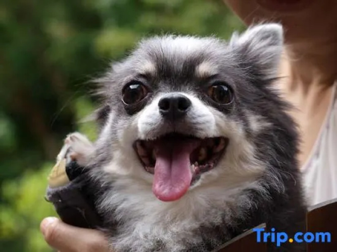 Happy Chippy