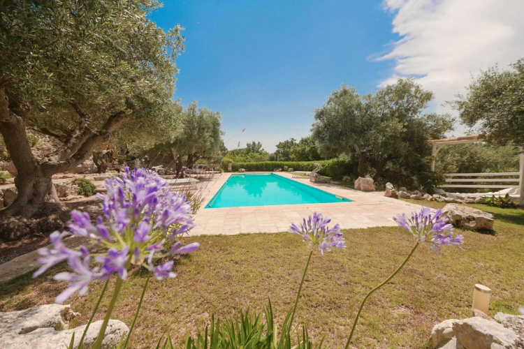 Trullo Agapanthus