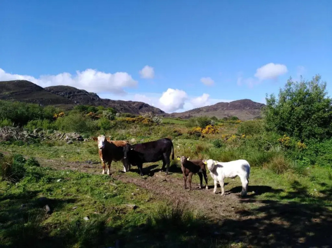 Madra Rua Organic Accommodation