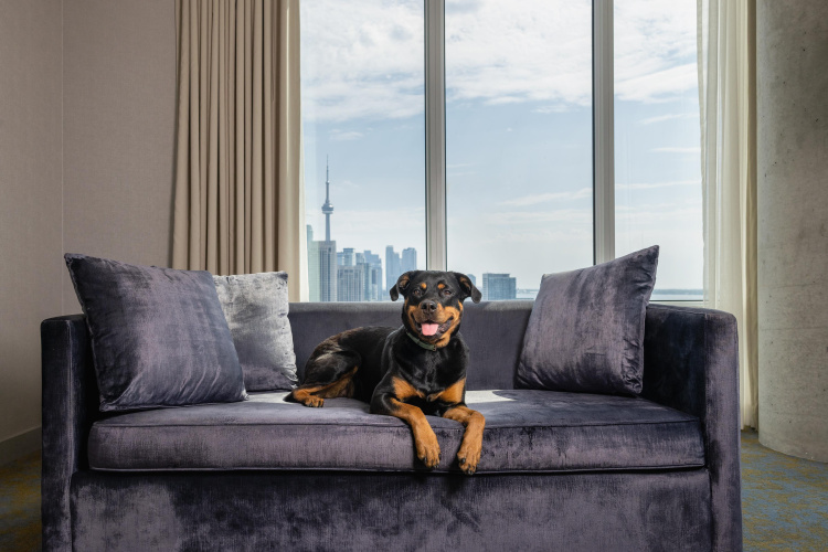 Hotel X Toronto by LHC photo 7