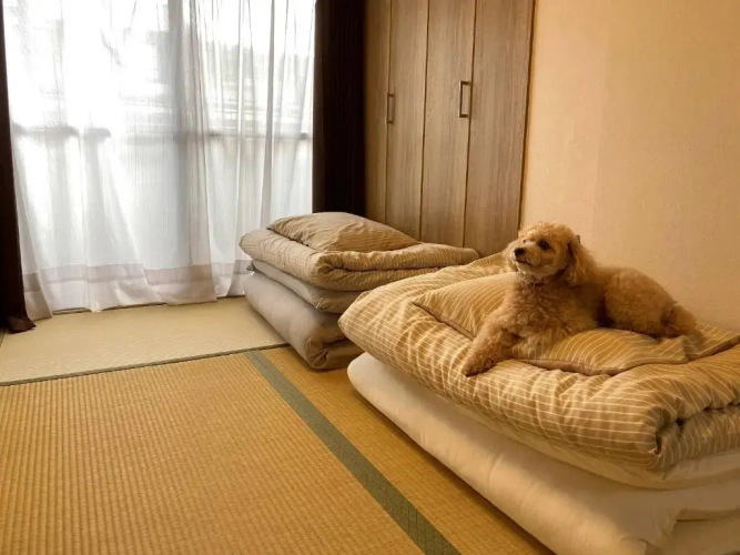 2 Bedrooms Apartment