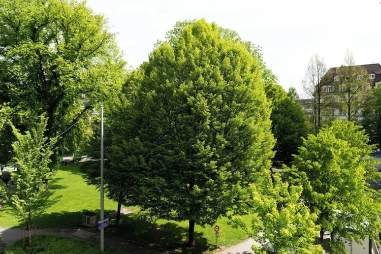 Twin Studio with park view