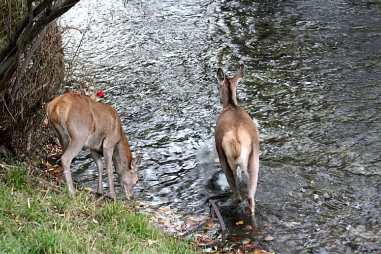 Il rifugio nel parco