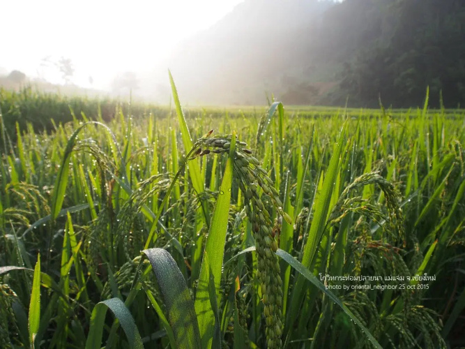 KowitFarmstay