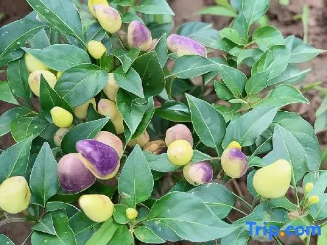 Lanmu Tuobaying