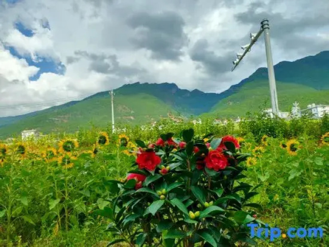Nanhuaju Homestay