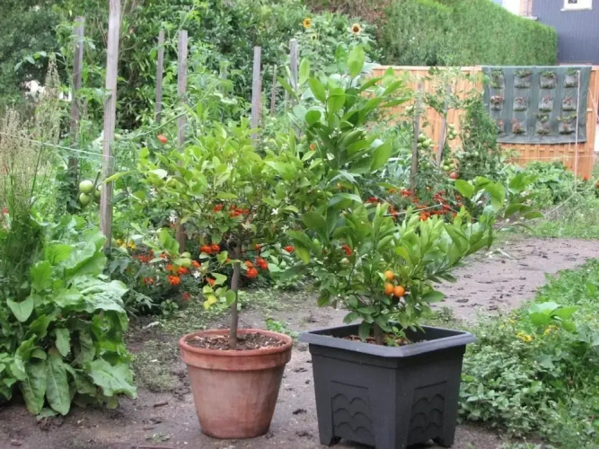 L'Orangerie du Perche