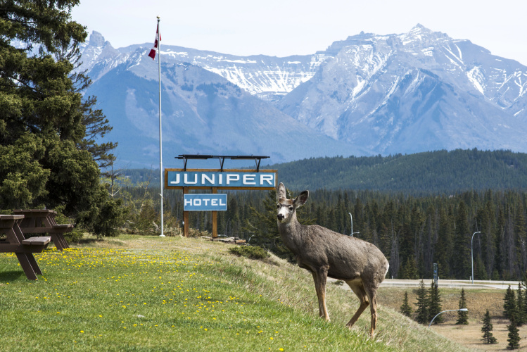 Juniper Hotel photo 17