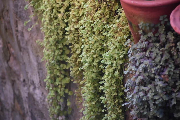 Srishti Homestay