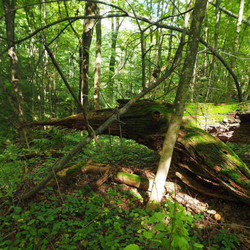 Фотография номера Коттеджа Святогорово. Место силы и тишины