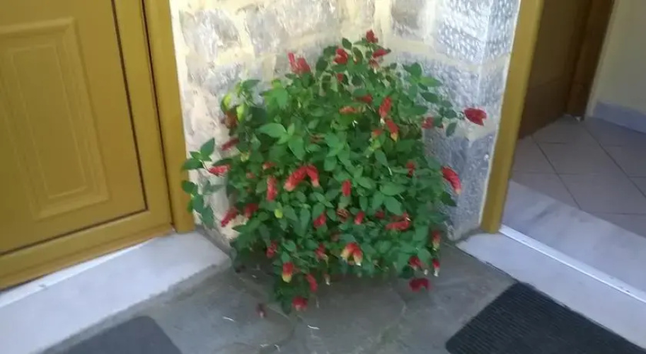 Lamprou