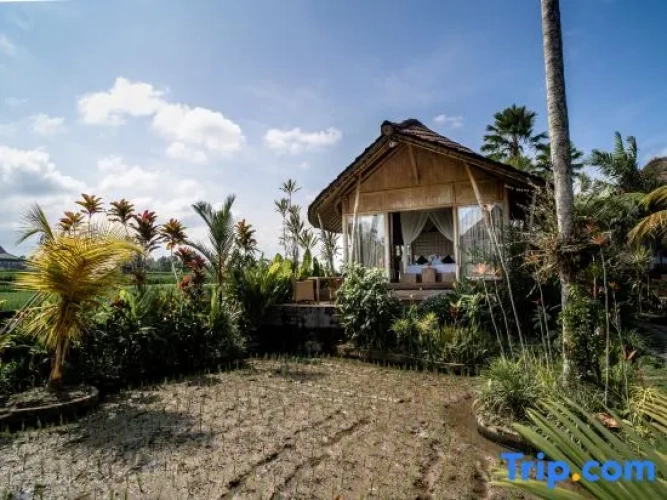 1 Bedroom Single Cottage