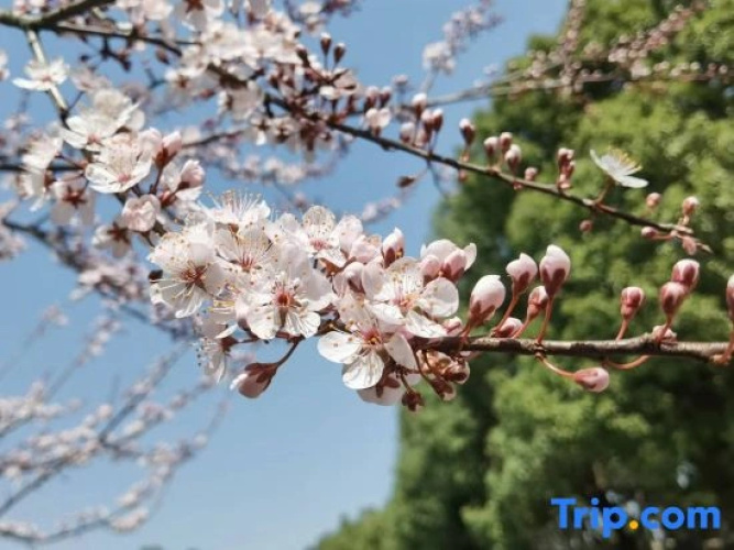 Floral Hotel·Time Train Hotel