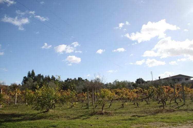 Agriturismo Su Pinnatu