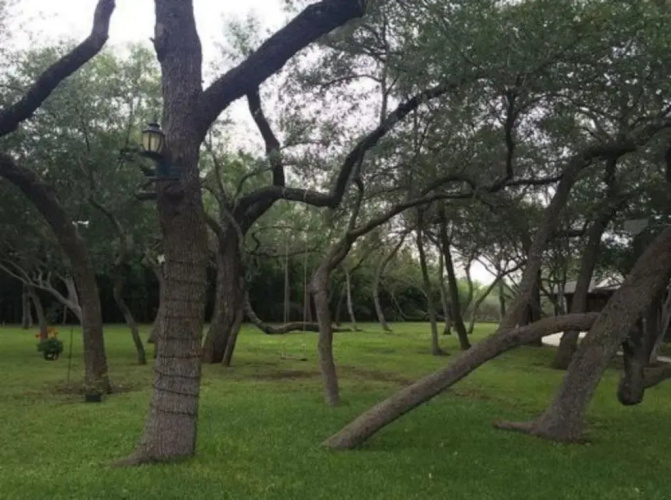 Live Oaks Bed and Breakfast