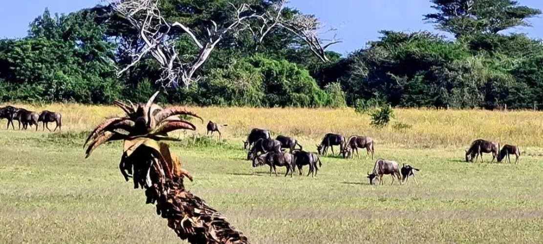 Ezulwini Game Lodge
