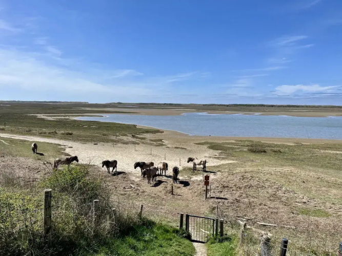Chalet on Texel Near Beach and Forest