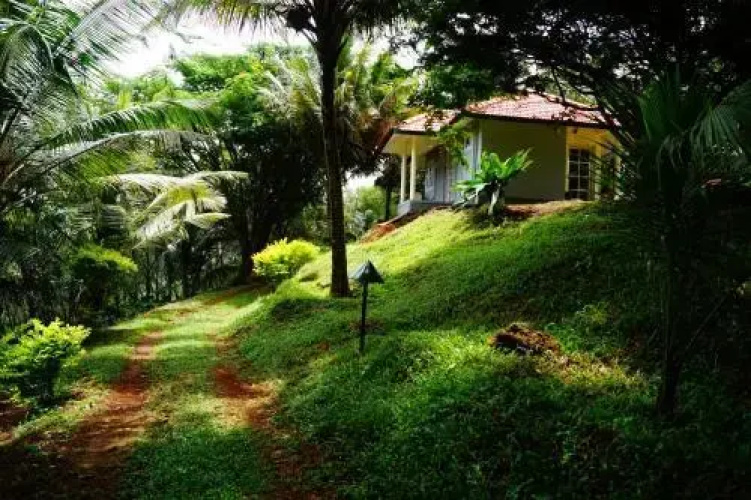Contour Jungle Resort