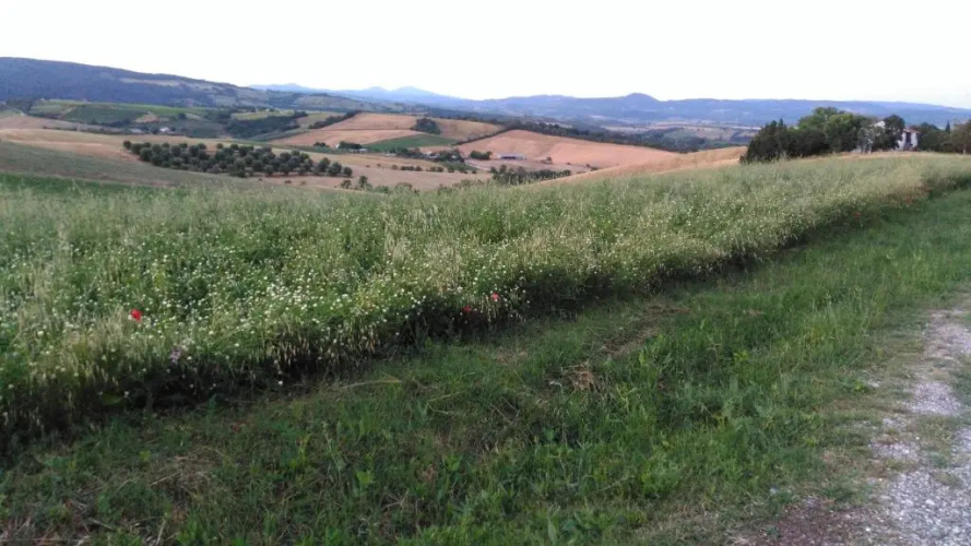 Agriturismo Uliveto Gretacci