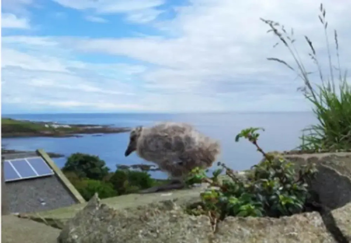 Colstoncraig