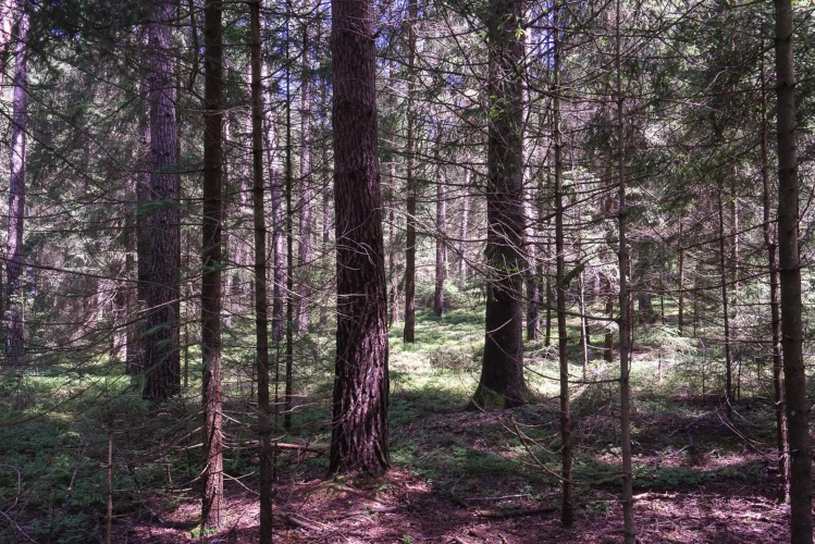 Baumzelt im Wald