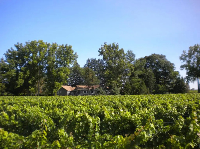 Vineyard Villa Bed & Breakfast