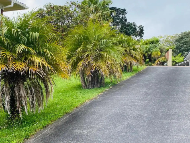 Delight at Mt Roskill
