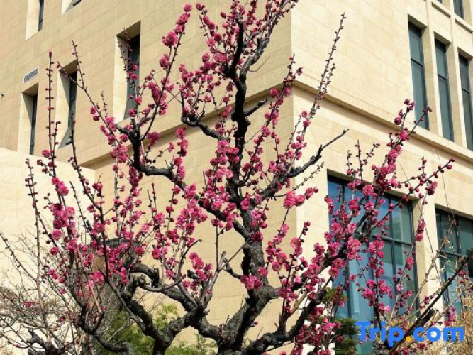 Oriental Garden Hotel