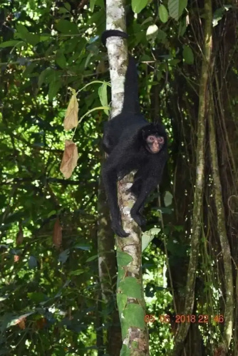 Wimba Jungle Lodge