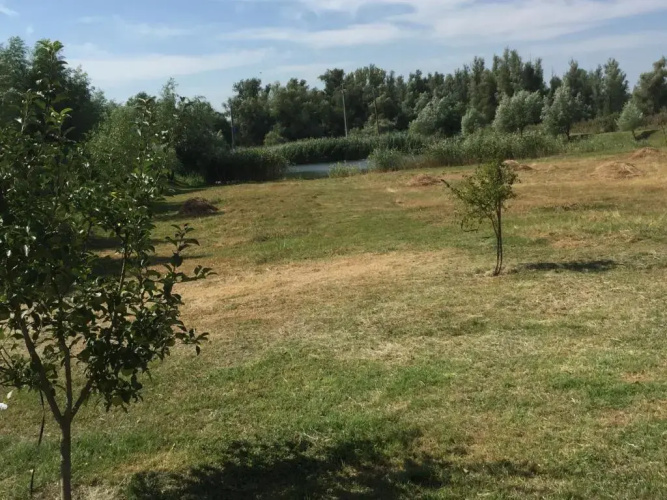 Vulturul Pescar