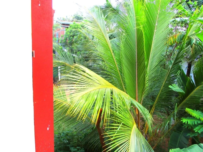 Standard Double room with garden view