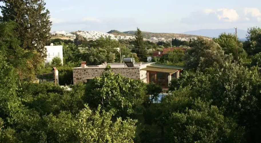 Important Group Villa Citrus