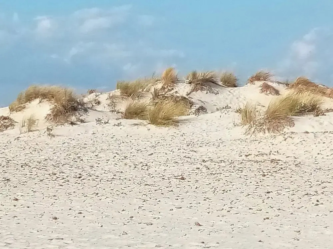 Sardinian Villa Enjoy Stintino With Your Pets !