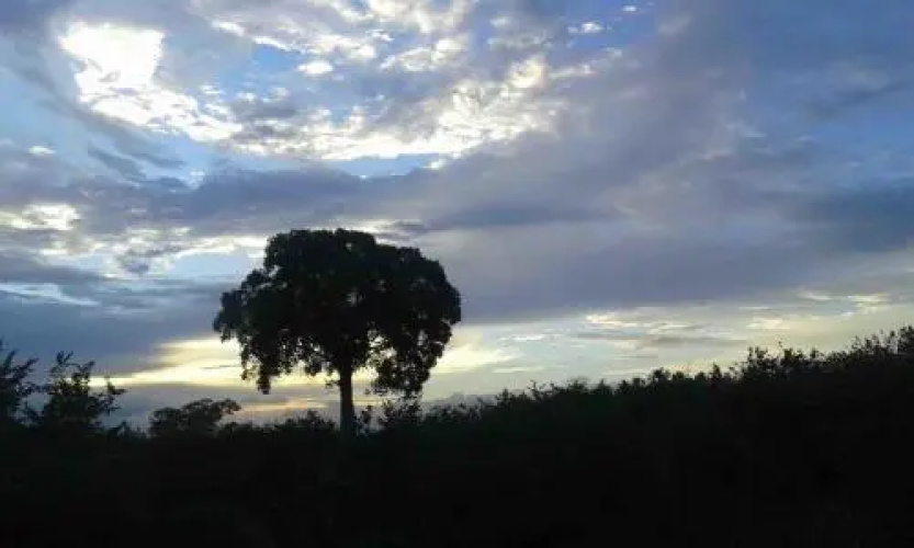 Tusker Safari Bungalow